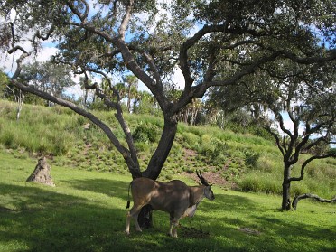 20060705a Burnham Trip Disney Animal Kingdom Florida
