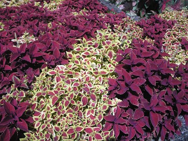 20060930 Burnham Cove Trip Cypress Gardens Florida
