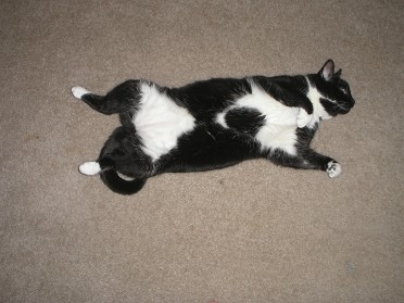 20061025a Burnham Pets Connie Chub Chub