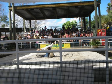 20070107g Burnham Trip Gatorland Gator Wrestling Florida