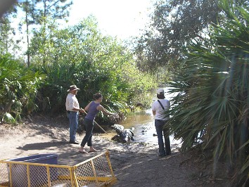 20070107i Burnham Trip Gatorland Feeding the Gators Florida
