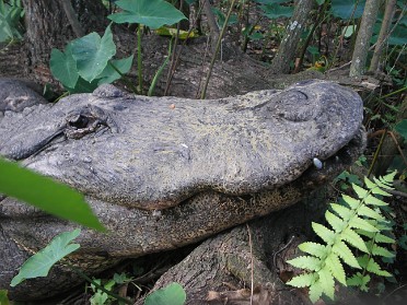 20070107j Burnham Trip Gatorland Mostly Birds And Gators Florida
