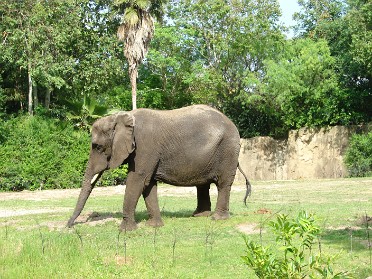 20070414c Burnham Trip Disney Animal Kingdom Kilimanjaro Safari Florida