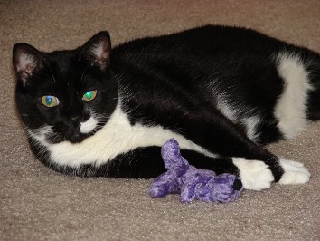 20070426a Burnham Pets Little Connie Chub-Chub And Her Catnip Pillow