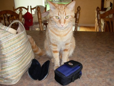 20070717a Blair Sports Baseball Pets Justin Trophy