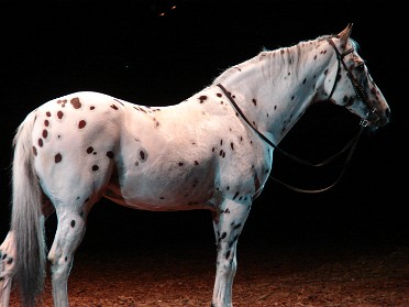 20071113a Boblenz Burnham Trip Holiday Christmas Arabian Nights Florida