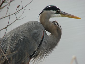 20080119a Burnham Trip Merritt Island National Wildlife Refuge Florida