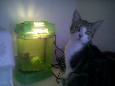 20080630e Mantey Jackie Pets Cell Phone Pix