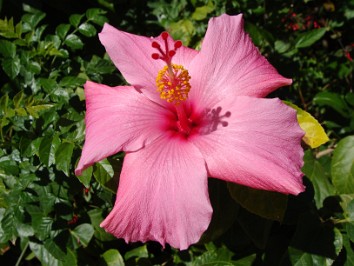 20090110a Burnham Trip Camera Exercise Disney Animal Kingdom Florida