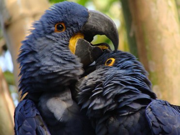 20090119a Burnham Trip Disney Animal Kingdom Nothin' But Animals Florida