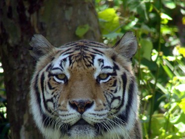20090423a Burnhanm Trip Vicki Disney Day Off Among The Critters Animal Kingdom Florida