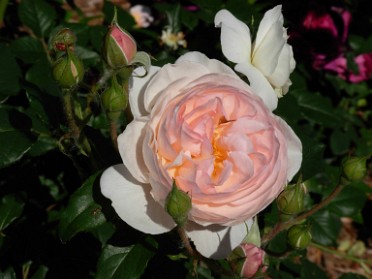 20090615a Blair Gardens House Yard Ridge Court New Hudson Michigan