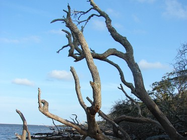 20090909d Burnham Trip Northeast Florida Big Talbot Island State Park
