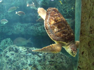 20091217b Baldwin Trip