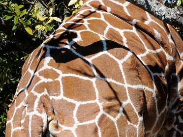 20100306d Burnham Trip Disney Animal Kingdom Safari Florida