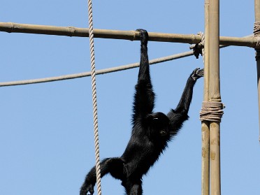 20100306f Burnham Trip Disney Animal Kingdom Monkeys Florida