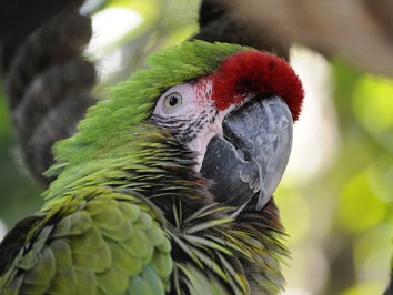 20100306h Burnham Trip Disney Animal Kingdom Bands And Birds Florida