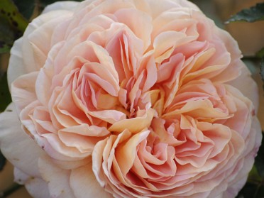 20100308c Burnahm Trip Disney Epcot Flower And Garden Festival Rose Garden Florida