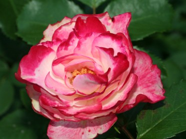 20100524a Mantey Trip Inniswood Metro Gardens Westerville Ohio