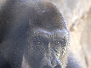 20100619 Burnham Trip Disney Animal Kingdom Saturday Florida