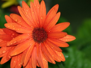 20100627b Mantey Trip Lake Erie Flora Fauna Terri Cam