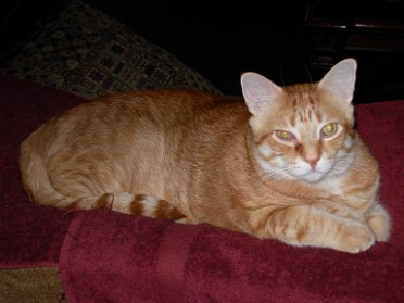 20100730a Blair Pets