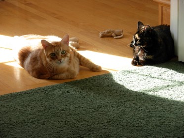 20101128a Blair Pets