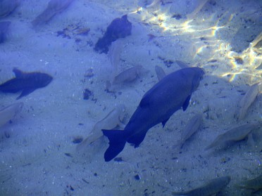 20101224a Burnham Trip Blue Spring State Park Florida