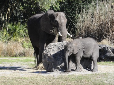 20110123a Burnham Trip Disney Animal Kingdom Pix Florida