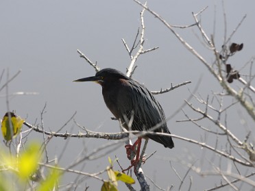 20110326a Burnham Trip Merritt Island National Wildlife Refuge Florida