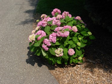 20110702b Blair House Yard