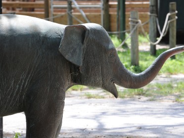 20110903d Burnham Trip Lowry Park Zoo Africa Tampa Florida