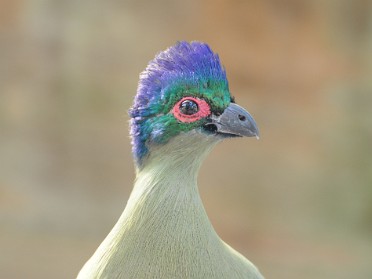 20110903f Burnham Trip Lowry Park Zoo Mostly Birds Tampa Florida