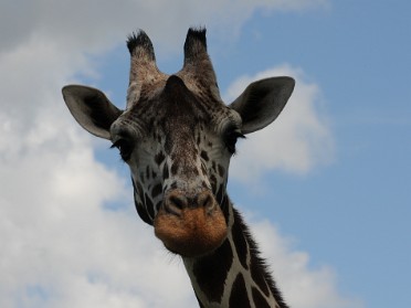 20110905a Burnham Trip Animal Kingdom Florida