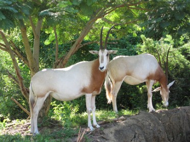 20110911a Burnham Trip Disney Parking Lot And Animal Kingdom Wildlife Florida