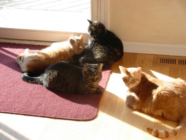 20120208a Blair Pets