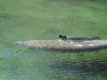 20130202a Burnham Trip Blue Spring State Park 1-Day Old Manatee Orange City Florida