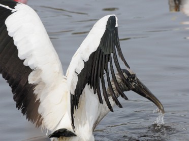 20140126a Burnham Trip Blackpoint Wildlife Drive Merritt Island NWR Florida