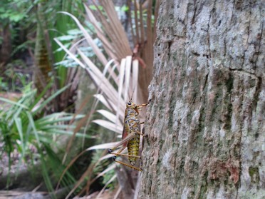 20150522a Burnham Trip Memorial Day Weekend Romping Oxbow Eco-Center Sheraton PGA Pompano Downs Isle Of Capri Port Saint Lucie Pompano Beach Florida