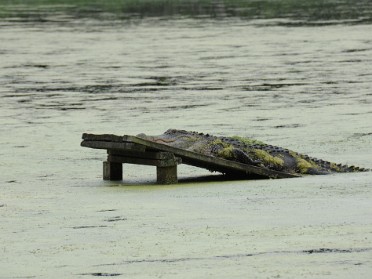 20150625c Burnham Trip Family History Touring Magnolia Plantation Grounds Tram Tour Charleston South Carolina