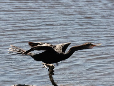 20160306a Burnham Trip Merritt Island National Wildlife Refuge Florida