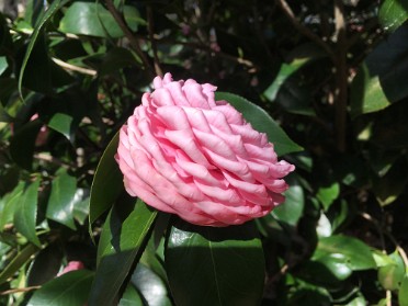 20160313a Burnham Trip Bok Tower Florida