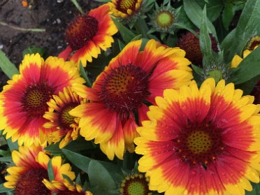 20170312a Burnham Trip Disney Epcot Flower And Garden Festival Florida