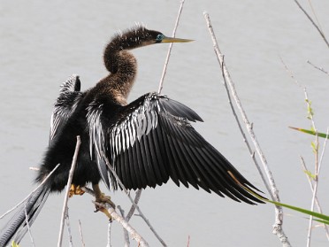 20180203a Burnham Trip Lake Apopka Restoration Area Florida