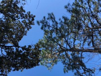 20200102a Burnham Mantey Trip Stephen Foster Culture Center State Park Florida