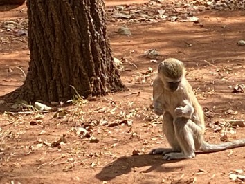 20210725a Blair Trip Kafue Zambia Africa