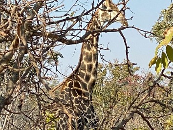 20210806a Blair Trip Lusaka South Forest Preserve Siesta Monkeyshines Kafue Zambia Africa