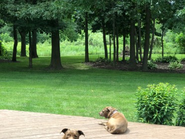 20210628b Blair Burnham House Pets Marcus Mazy Trip Ridge Court New Hudson Michigan