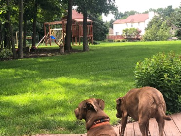 20210630a Blair Burnham House Pets Marcus Mazy Trip Ridge Court New Hudson Michigan