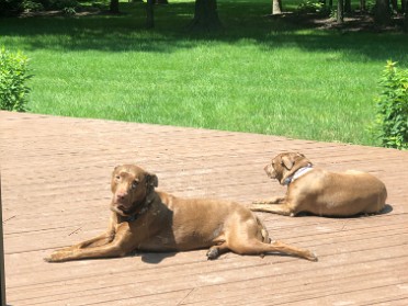 20210701a Blair Burnham House Pets Marcus Mazy Trip Ridge Court New Hudson Michigan